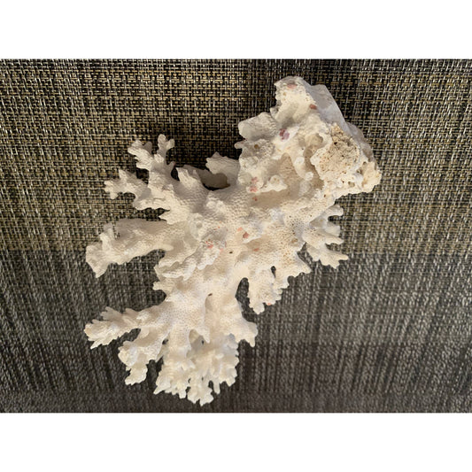 Coral for Salt Water Aquariums