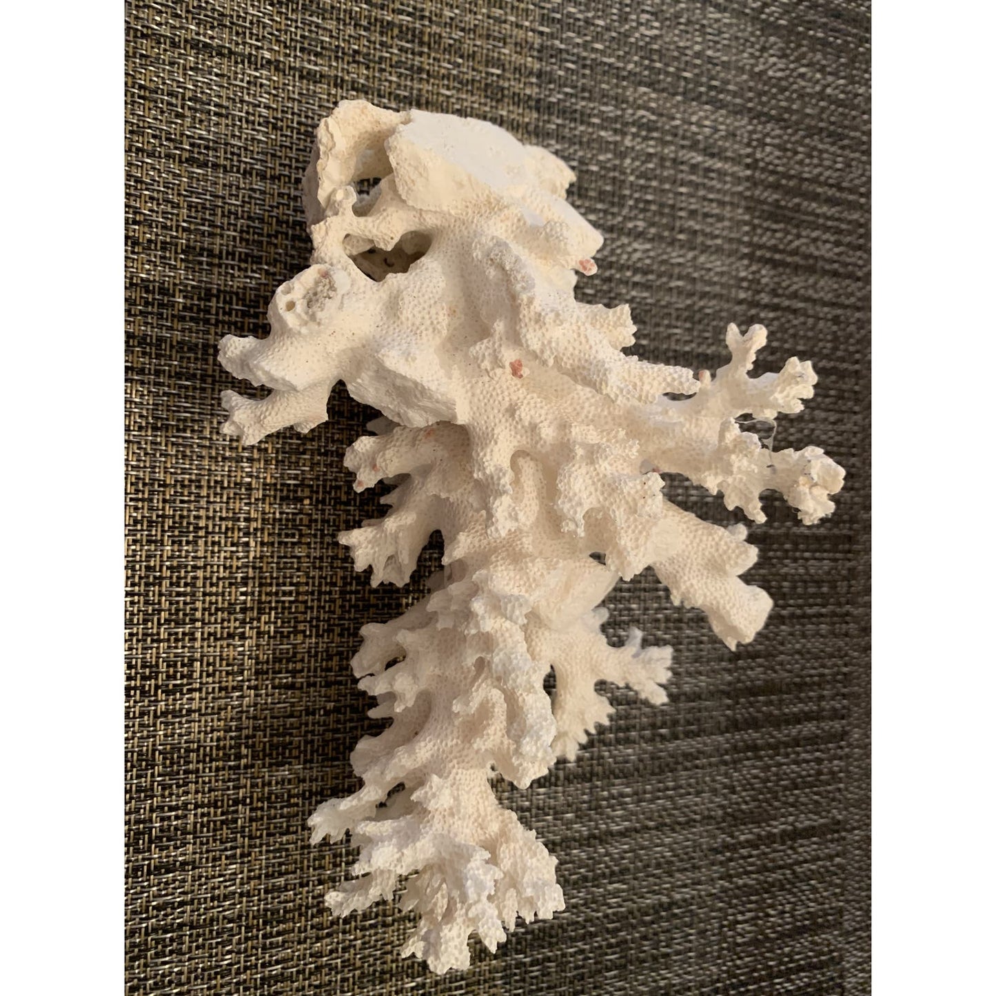 Coral for Salt Water Aquariums